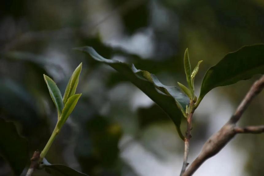 曼松贡茶——王子山原生古树